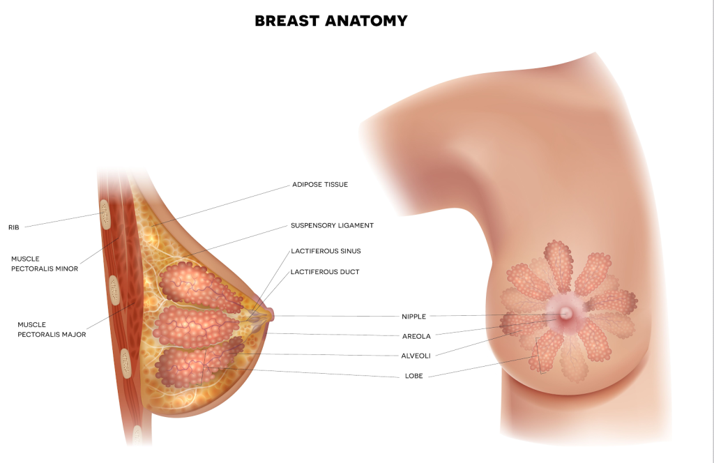 introduction to breast imaging